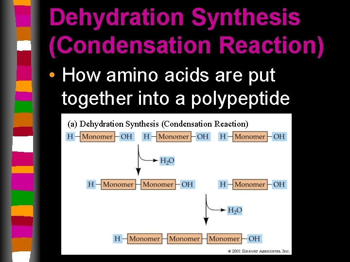 Dehydration Synthesis (Condensation Reaction) • How amino acids are put together into a polypeptide