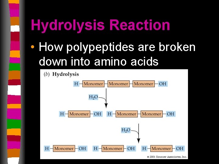 Hydrolysis Reaction • How polypeptides are broken down into amino acids 