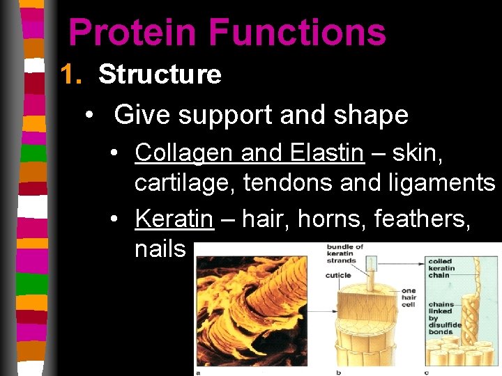 Protein Functions 1. Structure • Give support and shape • Collagen and Elastin –