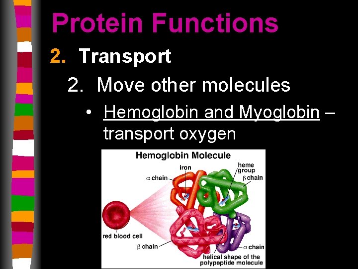 Protein Functions 2. Transport 2. Move other molecules • Hemoglobin and Myoglobin – transport