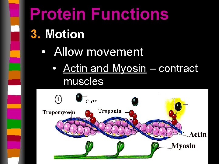 Protein Functions 3. Motion • Allow movement • Actin and Myosin – contract muscles