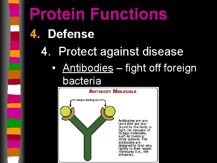 Protein Functions 4. Defense 4. Protect against disease • Antibodies – fight off foreign