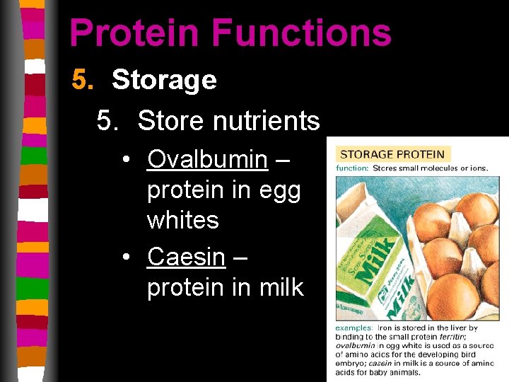 Protein Functions 5. Storage 5. Store nutrients • Ovalbumin – protein in egg whites