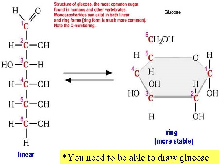 *You need to be able to draw glucose 