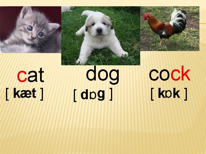 cat [ kæt ] dog [ dɒ g ] cock [ kɒk ] 