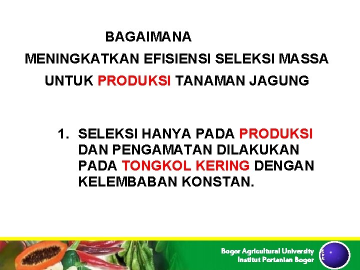 BAGAIMANA MENINGKATKAN EFISIENSI SELEKSI MASSA UNTUK PRODUKSI TANAMAN JAGUNG 1. SELEKSI HANYA PADA PRODUKSI BAGAIMANA MENINGKATKAN EFISIENSI SELEKSI MASSA UNTUK PRODUKSI TANAMAN JAGUNG 1. SELEKSI HANYA PADA PRODUKSI