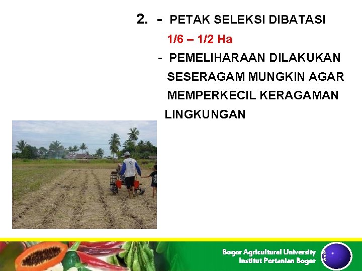 2. - PETAK SELEKSI DIBATASI 1/6 – 1/2 Ha - PEMELIHARAAN DILAKUKAN SESERAGAM MUNGKIN 2. - PETAK SELEKSI DIBATASI 1/6 – 1/2 Ha - PEMELIHARAAN DILAKUKAN SESERAGAM MUNGKIN