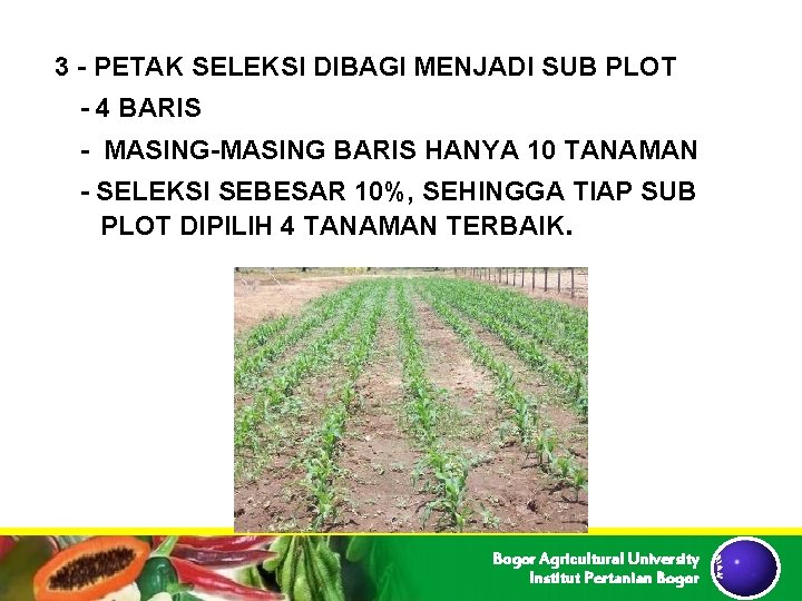 3 - PETAK SELEKSI DIBAGI MENJADI SUB PLOT - 4 BARIS - MASING-MASING BARIS 3 - PETAK SELEKSI DIBAGI MENJADI SUB PLOT - 4 BARIS - MASING-MASING BARIS