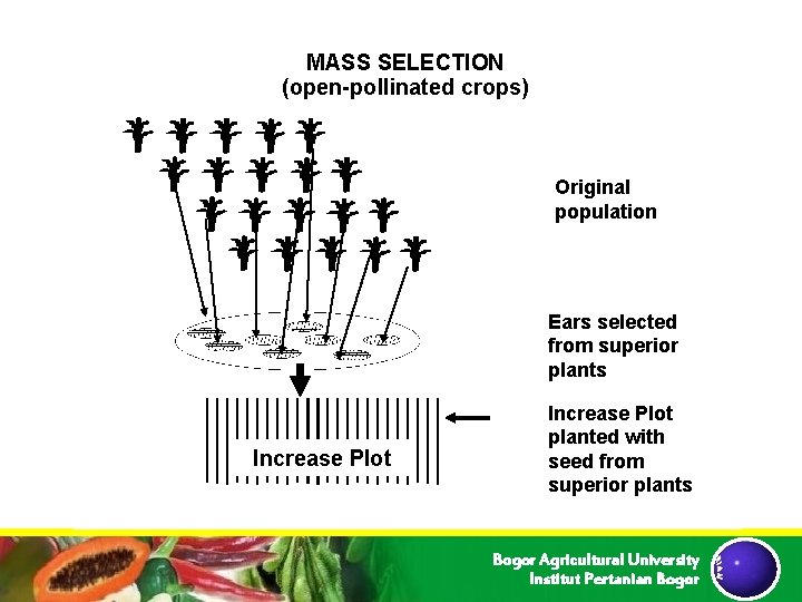 MASS SELECTION (open-pollinated crops) Original population Ears selected from superior plants Increase Plot planted MASS SELECTION (open-pollinated crops) Original population Ears selected from superior plants Increase Plot planted
