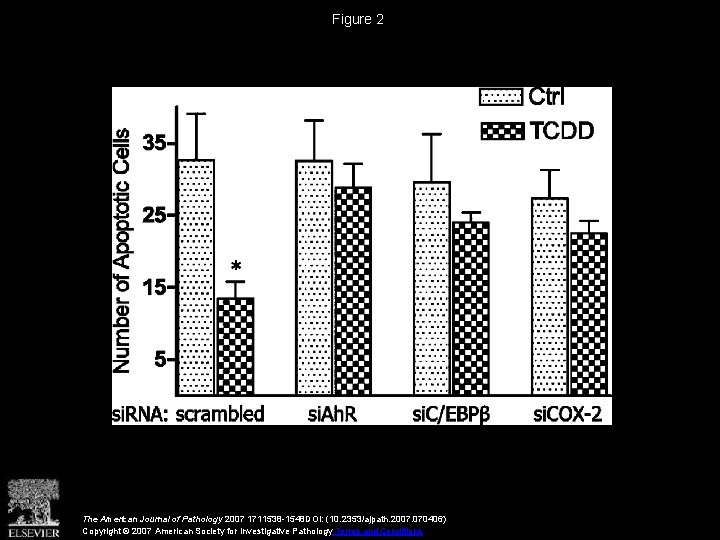 Figure 2 The American Journal of Pathology 2007 1711538 -1548 DOI: (10. 2353/ajpath. 2007.