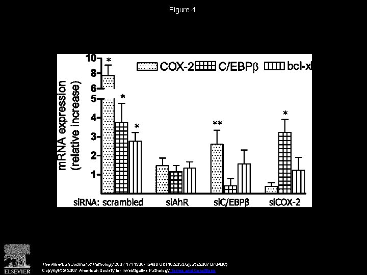 Figure 4 The American Journal of Pathology 2007 1711538 -1548 DOI: (10. 2353/ajpath. 2007.