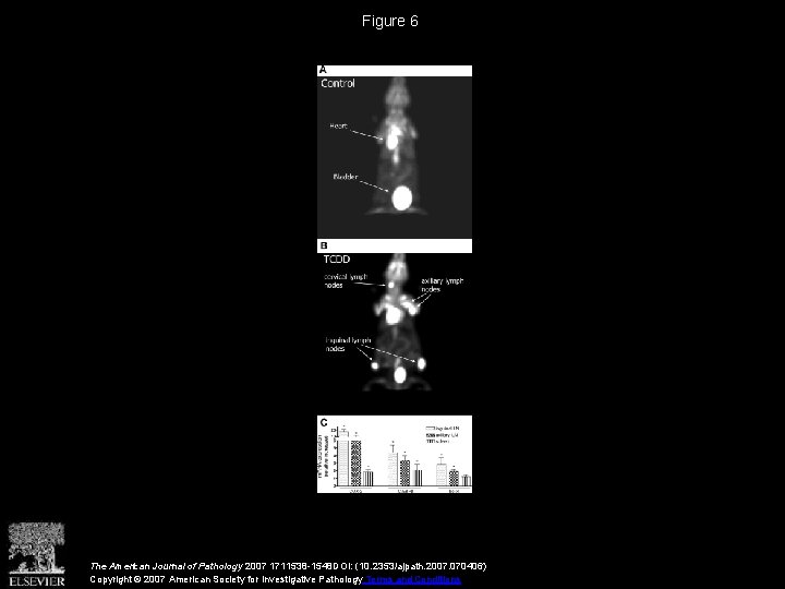 Figure 6 The American Journal of Pathology 2007 1711538 -1548 DOI: (10. 2353/ajpath. 2007.