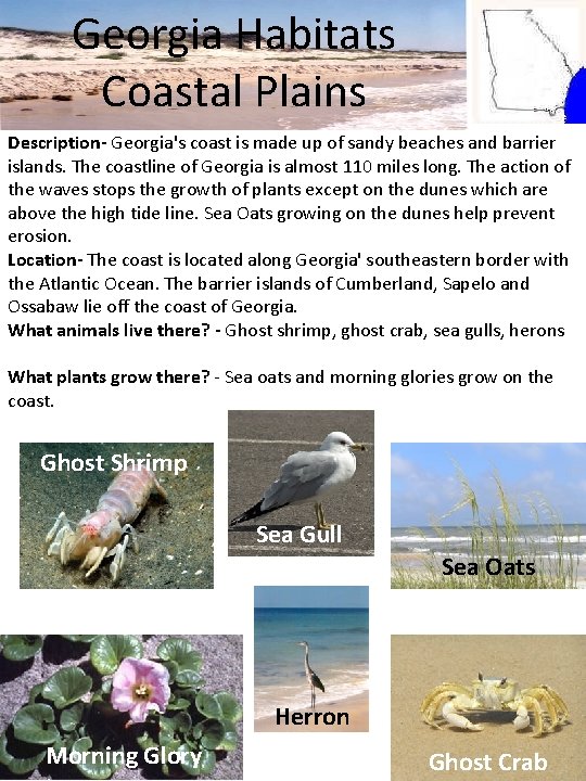 Georgia Habitats Coastal Plains Description- Georgia's coast is made up of sandy beaches and