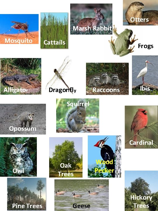 Otters Marsh Rabbit Mosquito Alligator Cattails Frogs Dragonfly Raccoons Ibis Squirrel Opossum Cardinal Owl