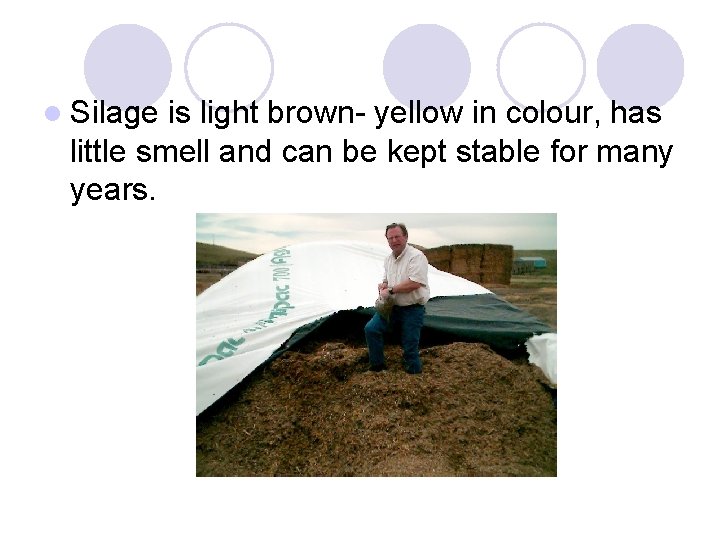 l Silage is light brown- yellow in colour, has little smell and can be
