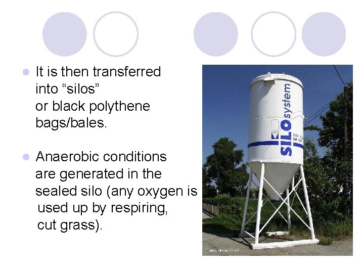 l It is then transferred into “silos” or black polythene bags/bales. l Anaerobic conditions