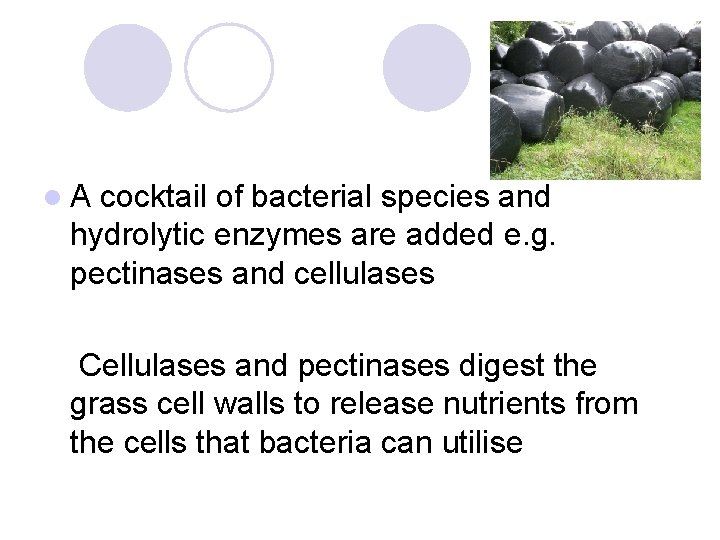 l. A cocktail of bacterial species and hydrolytic enzymes are added e. g. pectinases