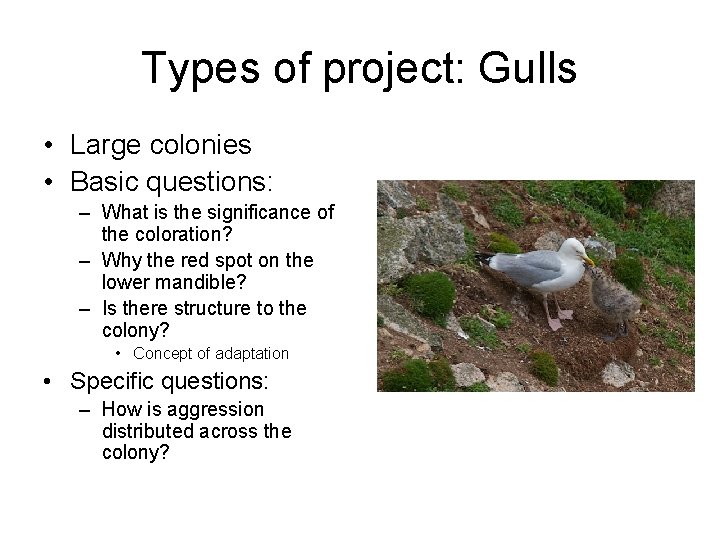 Types of project: Gulls • Large colonies • Basic questions: – What is the