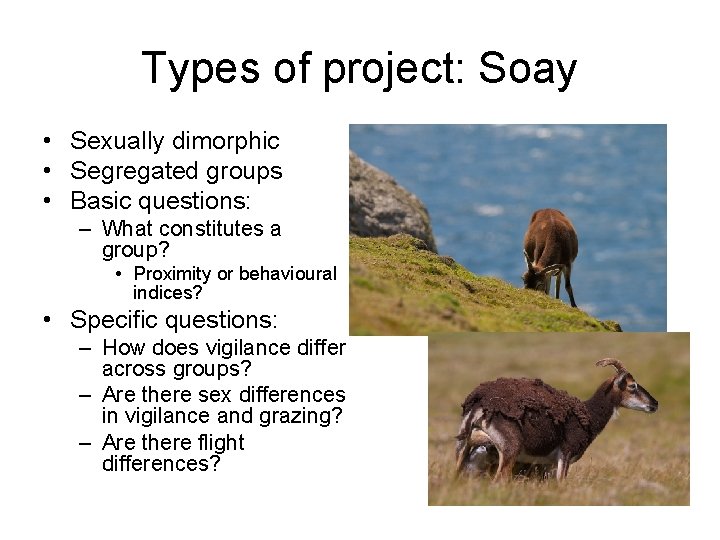 Types of project: Soay • Sexually dimorphic • Segregated groups • Basic questions: –