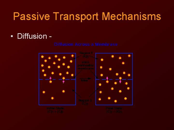 Passive Transport Mechanisms • Diffusion - 