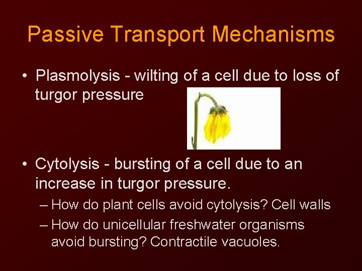 Passive Transport Mechanisms • Plasmolysis - wilting of a cell due to loss of