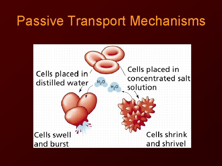 Passive Transport Mechanisms 