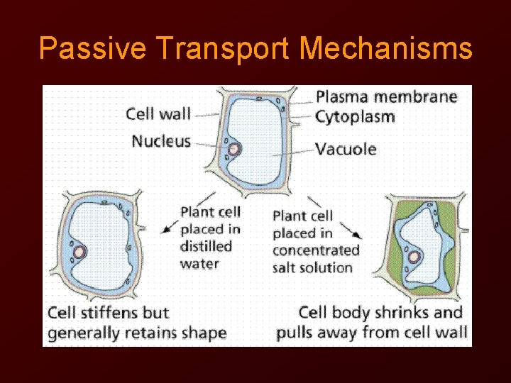 Passive Transport Mechanisms 