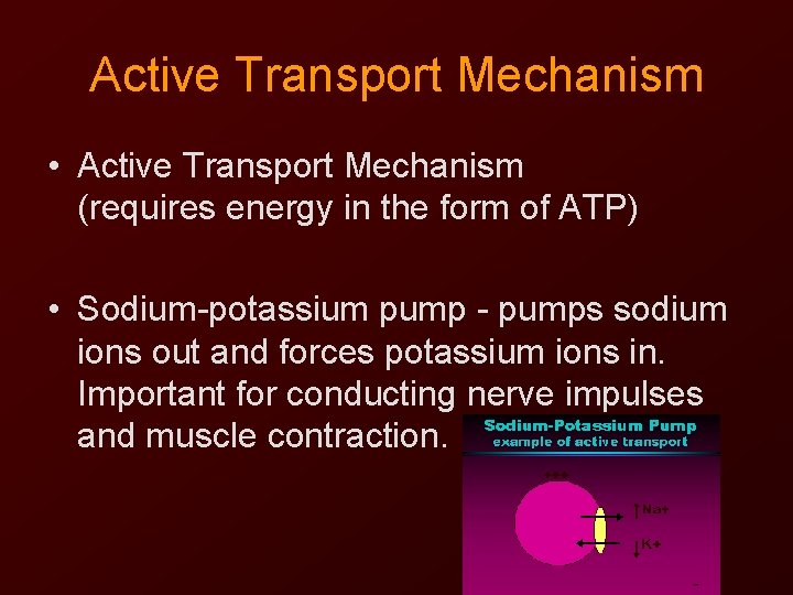 Active Transport Mechanism • Active Transport Mechanism (requires energy in the form of ATP)