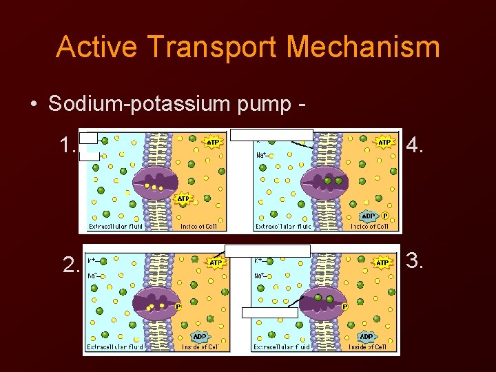 Active Transport Mechanism • Sodium-potassium pump 1. 4. 2. 3. 