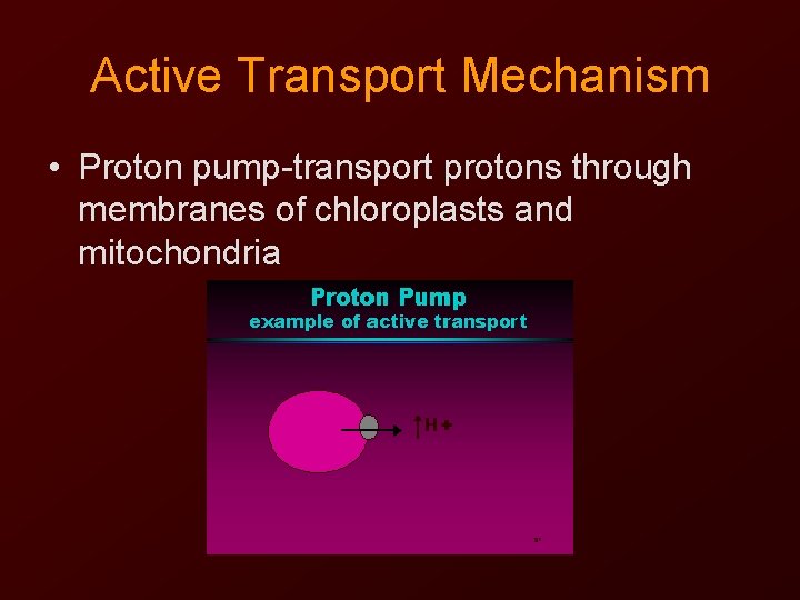 Active Transport Mechanism • Proton pump-transport protons through membranes of chloroplasts and mitochondria 