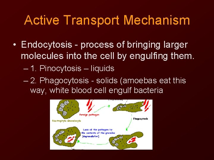 Active Transport Mechanism • Endocytosis - process of bringing larger molecules into the cell