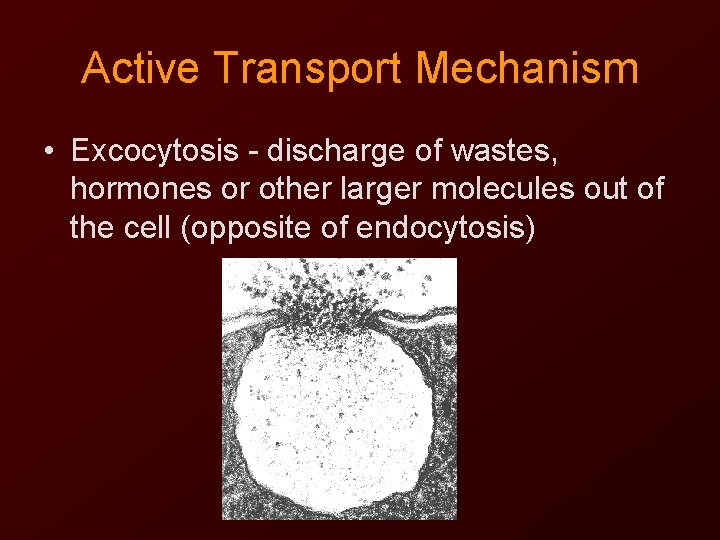 Active Transport Mechanism • Excocytosis - discharge of wastes, hormones or other larger molecules