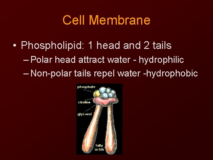 Cell Membrane • Phospholipid: 1 head and 2 tails – Polar head attract water