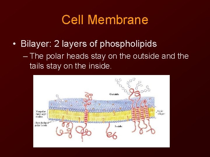 Cell Membrane • Bilayer: 2 layers of phospholipids – The polar heads stay on