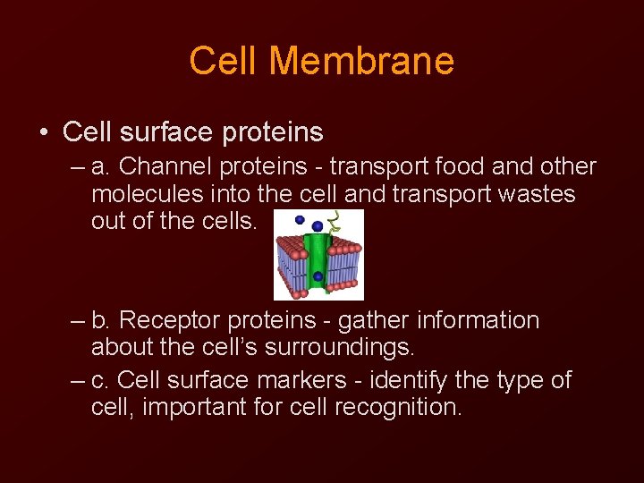 Cell Membrane • Cell surface proteins – a. Channel proteins - transport food and