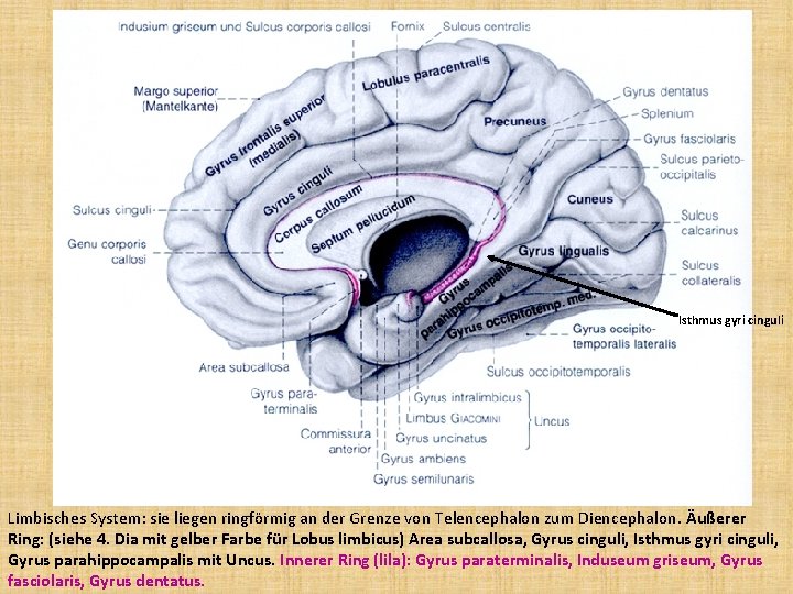 Isthmus gyri cinguli Limbisches System: sie liegen ringförmig an der Grenze von Telencephalon zum