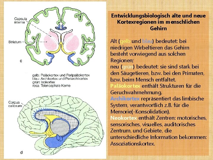 Entwicklungsbiologisch alte und neue Kortexregionen im menschlichen Gehirn Alt (gelb und blau) bedeutet: bei