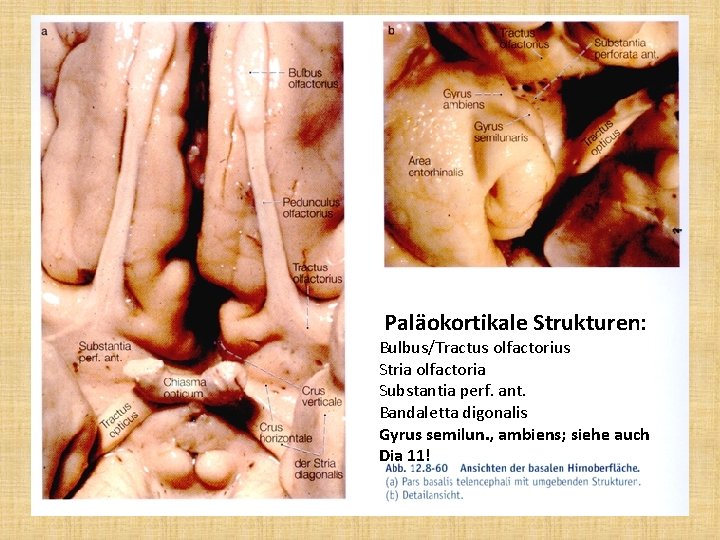 Paläokortikale Strukturen: Bulbus/Tractus olfactorius Stria olfactoria Substantia perf. ant. Bandaletta digonalis Gyrus semilun. ,