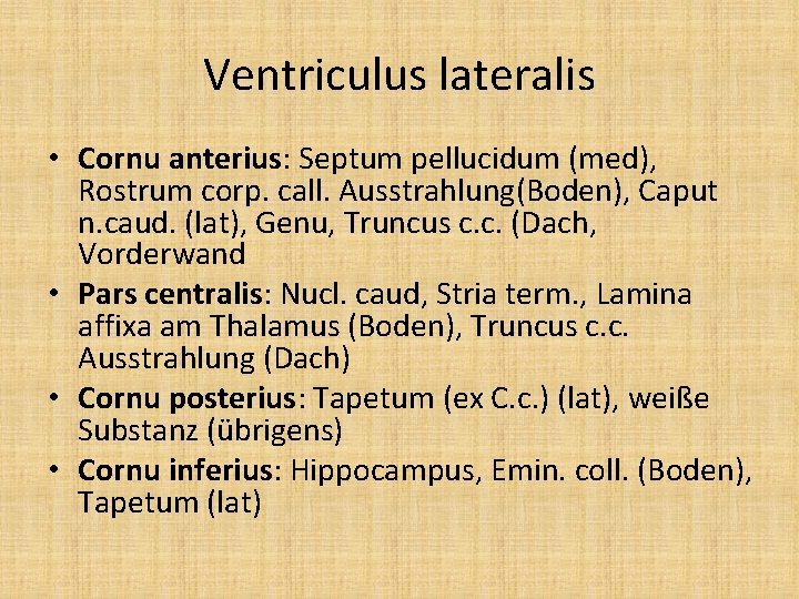 Ventriculus lateralis • Cornu anterius: Septum pellucidum (med), Rostrum corp. call. Ausstrahlung(Boden), Caput n.
