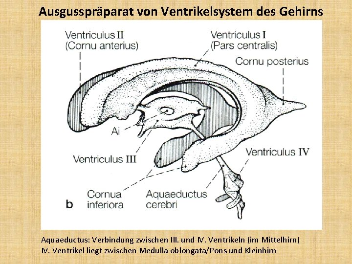 Ausgusspräparat von Ventrikelsystem des Gehirns Aquaeductus: Verbindung zwischen III. und IV. Ventrikeln (im Mittelhirn)