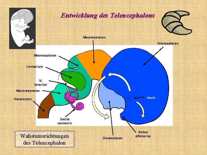 Entwicklung des Telencephalons Mesencephalon Telencephalon Metencephalon Cerebellum IV. Ventrikel Myelencephalon Insula Rückenmark Ductus cochlearis