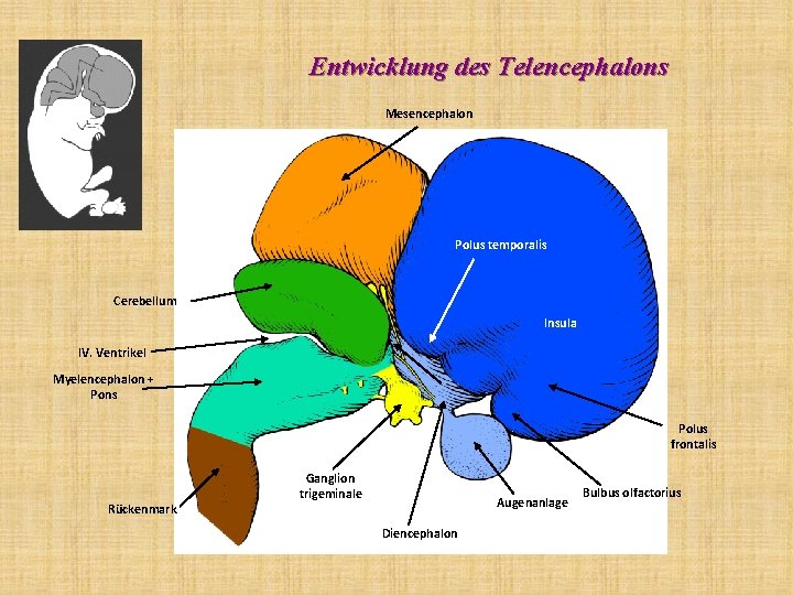 Entwicklung des Telencephalons Mesencephalon Polus temporalis Cerebellum Insula IV. Ventrikel Myelencephalon + Pons Polus