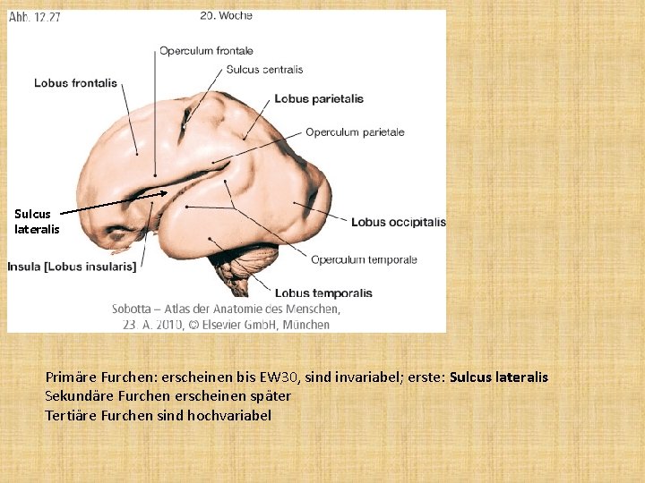 Sulcus lateralis Primäre Furchen: erscheinen bis EW 30, sind invariabel; erste: Sulcus lateralis Sekundäre