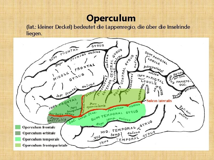 Operculum (lat. : kleiner Deckel) bedeutet die Lappenregio, die über die Inselrinde liegen. 