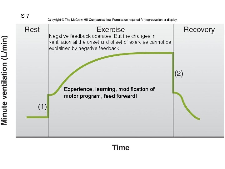 S 7 Negative feedback operates! But the changes in ventilation at the onset and