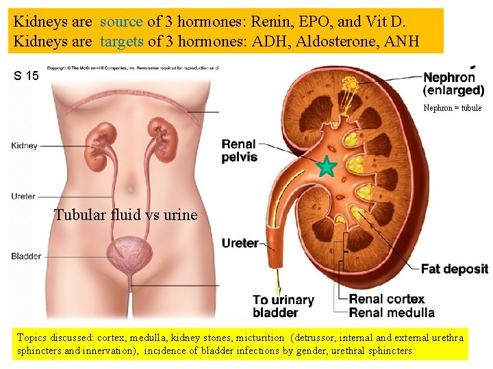 Kidneys are source of 3 hormones: Renin, EPO, and Vit D. Kidneys are targets