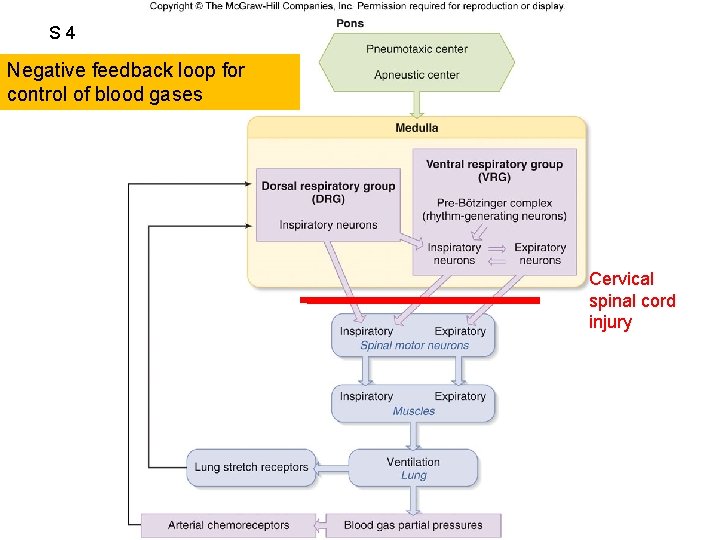 S 4 Figure 13. 32 Negative feedback loop for control of blood gases Cervical