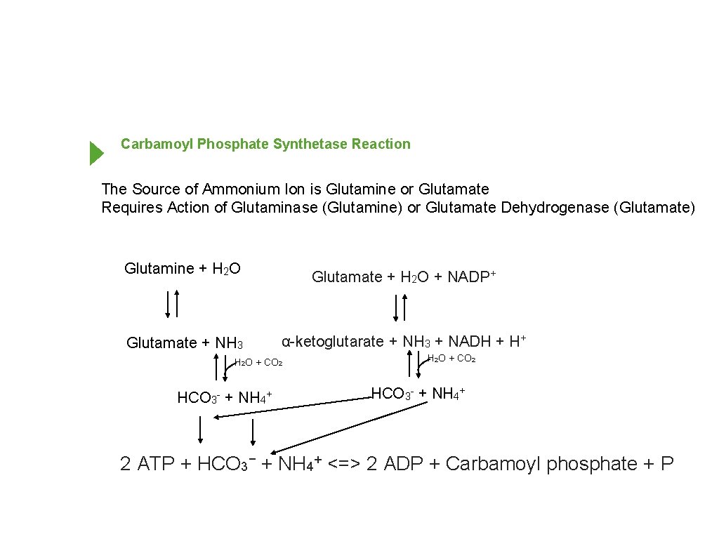 Carbamoyl Phosphate Synthetase Reaction The Source of Ammonium Ion is Glutamine or Glutamate Requires