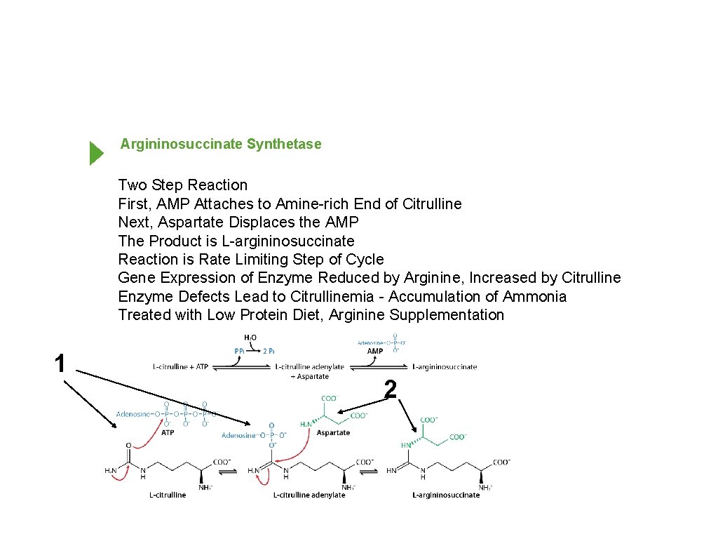 Argininosuccinate Synthetase Two Step Reaction First, AMP Attaches to Amine-rich End of Citrulline Next,