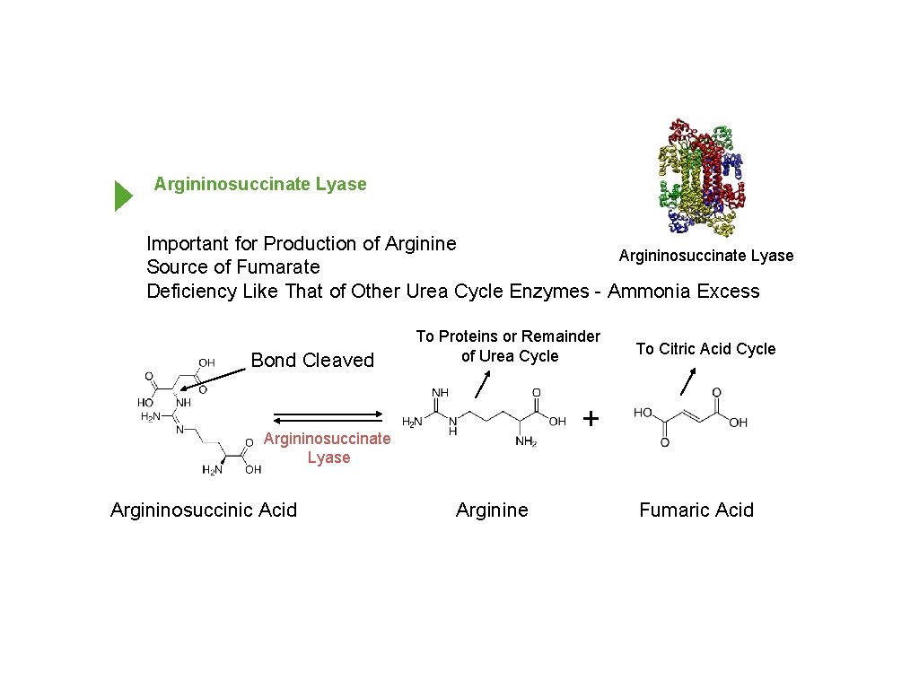 Argininosuccinate Lyase Important for Production of Arginine Argininosuccinate Lyase Source of Fumarate Deficiency Like